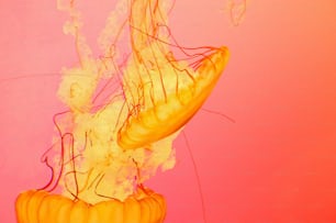 Una medusa amarilla flotando en el agua
