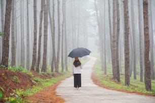 Rear view image of a young woman with umbrella standing in the pine tree woods on foggy day