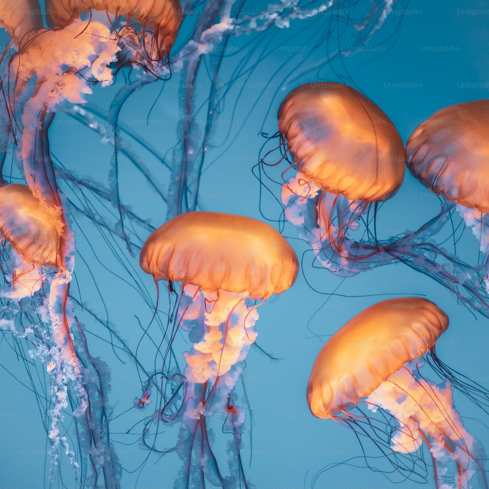 a group of jellyfish swimming in the ocean