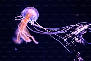 uma água-viva flutuando na água à noite