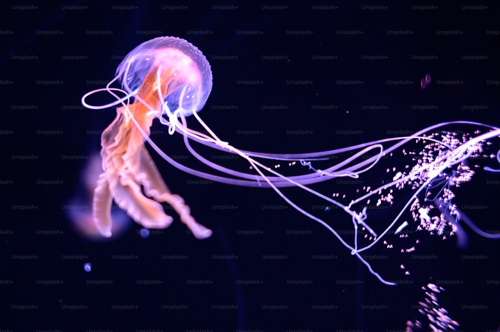 Una medusa che galleggia nell'acqua di notte