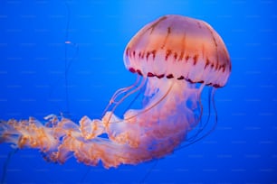 Gros plan d’une méduse dans l’eau