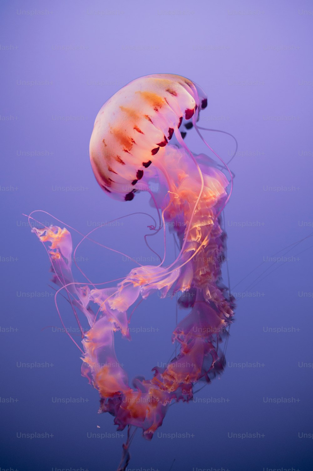 Una medusa che galleggia nell'acqua con uno sfondo viola