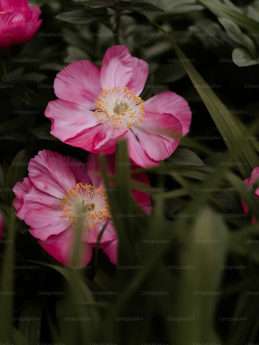 a group of pink flowers with green leaves
