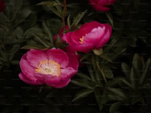 a group of pink flowers with green leaves