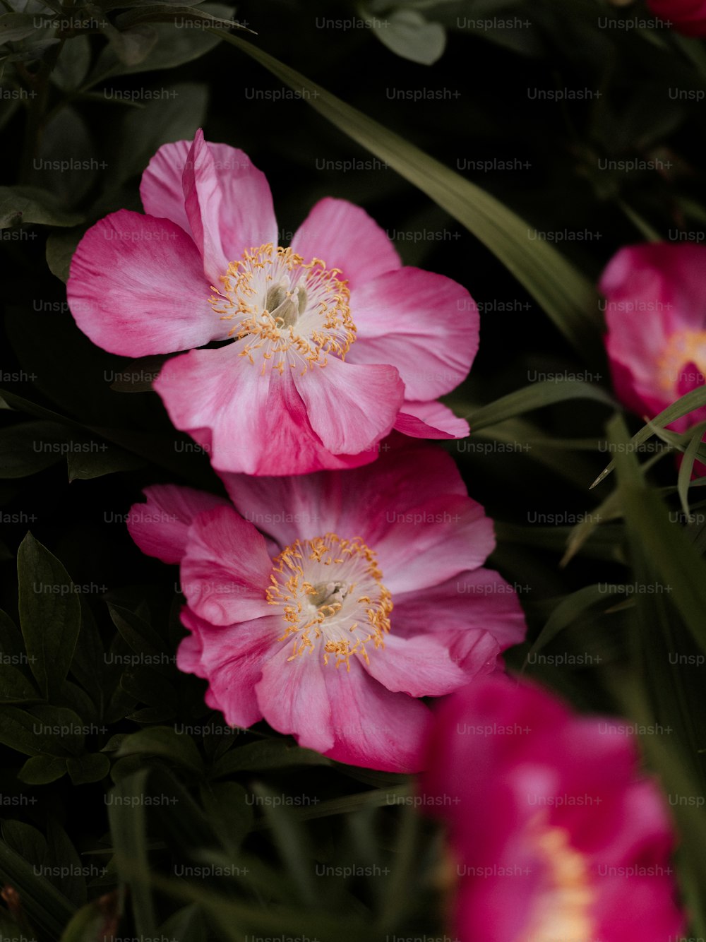 a group of pink flowers sitting next to each other