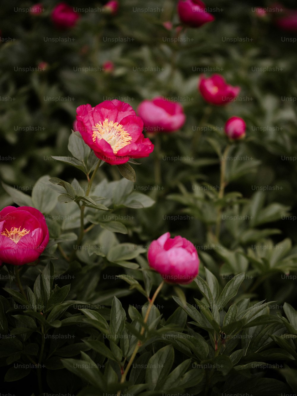 a field of pink flowers with green leaves