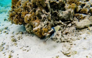 a fish that is sitting in the sand