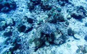 a sea turtle swimming over a coral reef