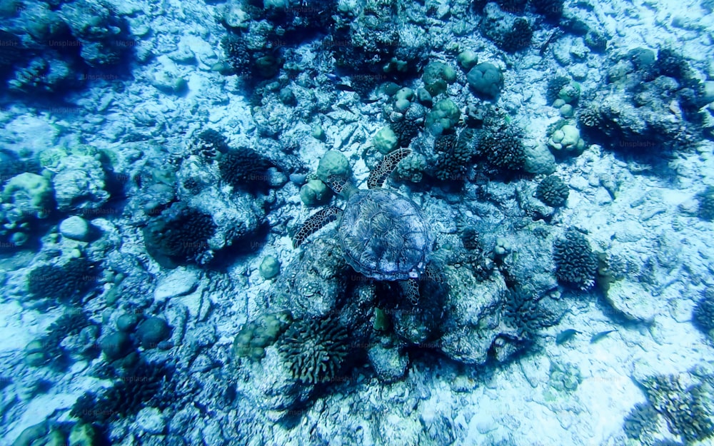 サンゴ礁の上を泳ぐウミガメ