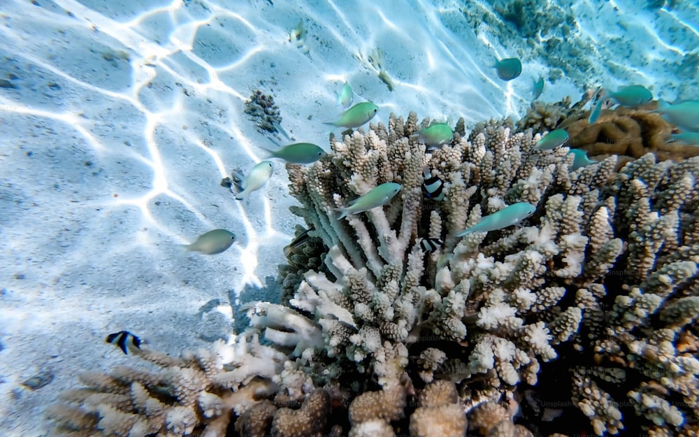 a group of fish swimming over a coral reef