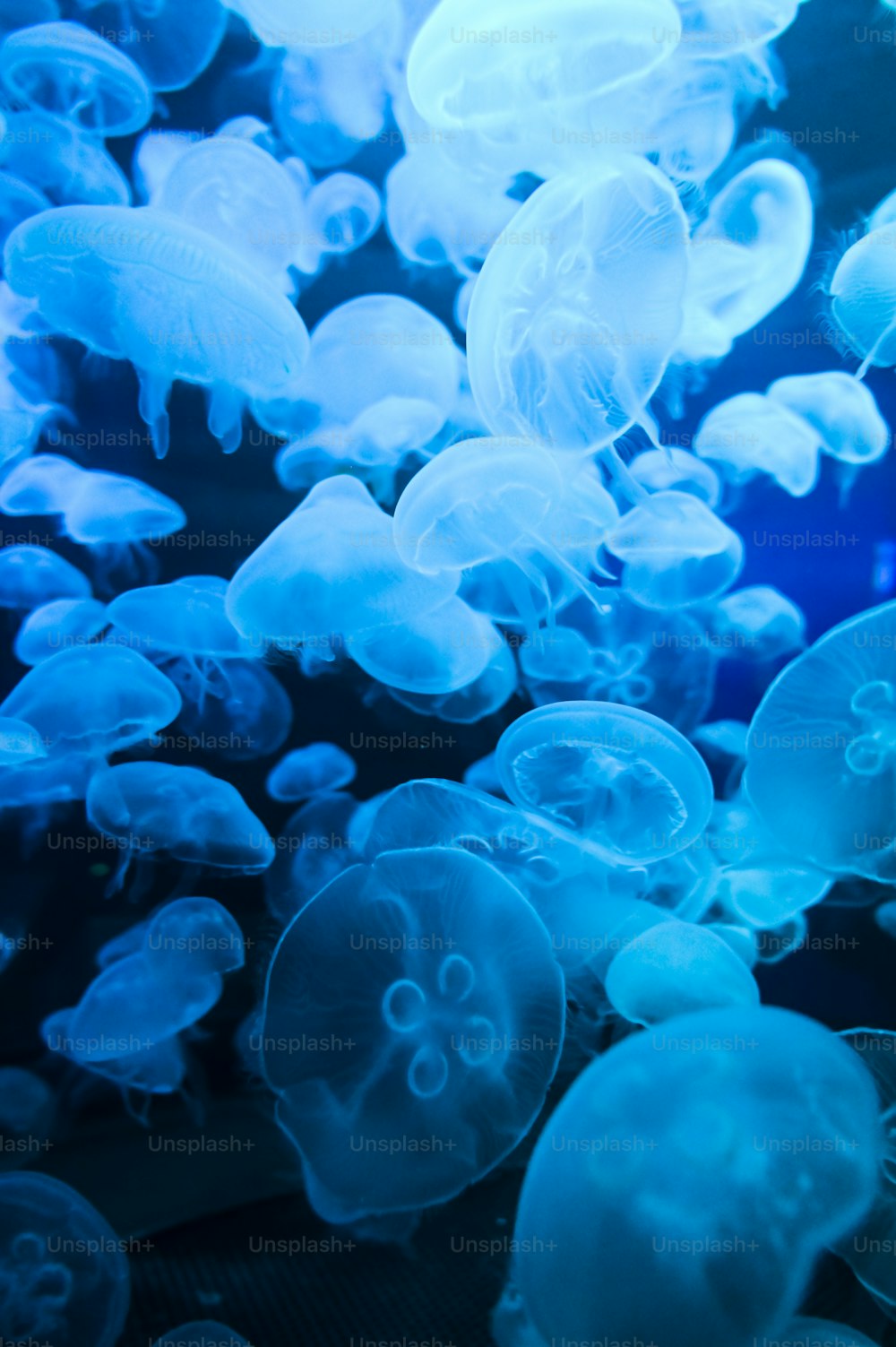 a group of jellyfish swimming in a tank