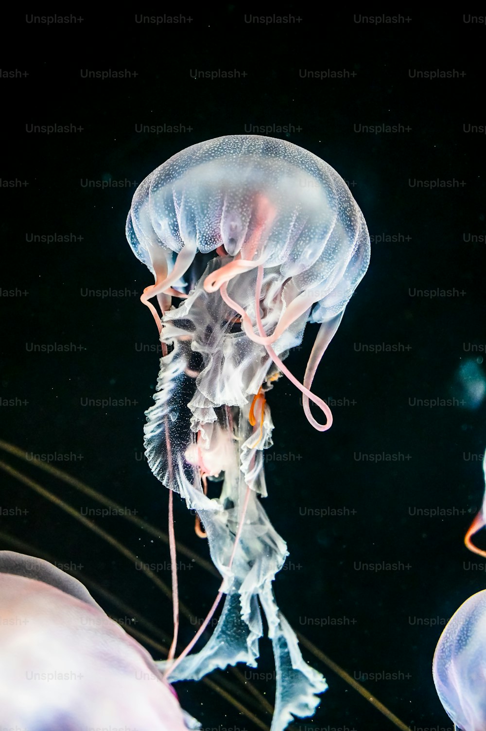 Un grupo de medusas nadando en el agua