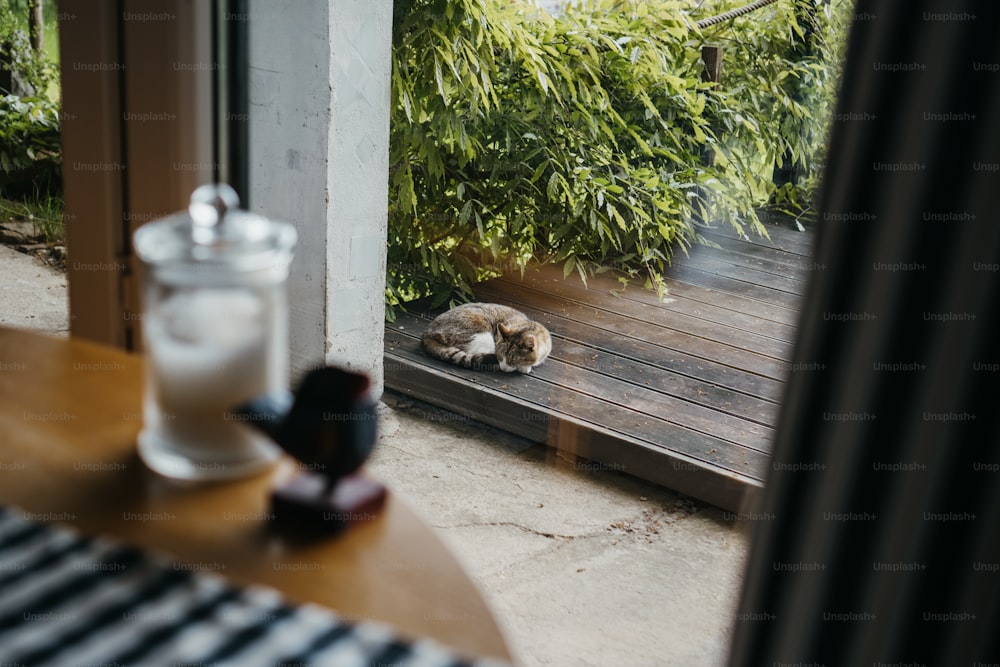 Un gato está durmiendo en una terraza de madera