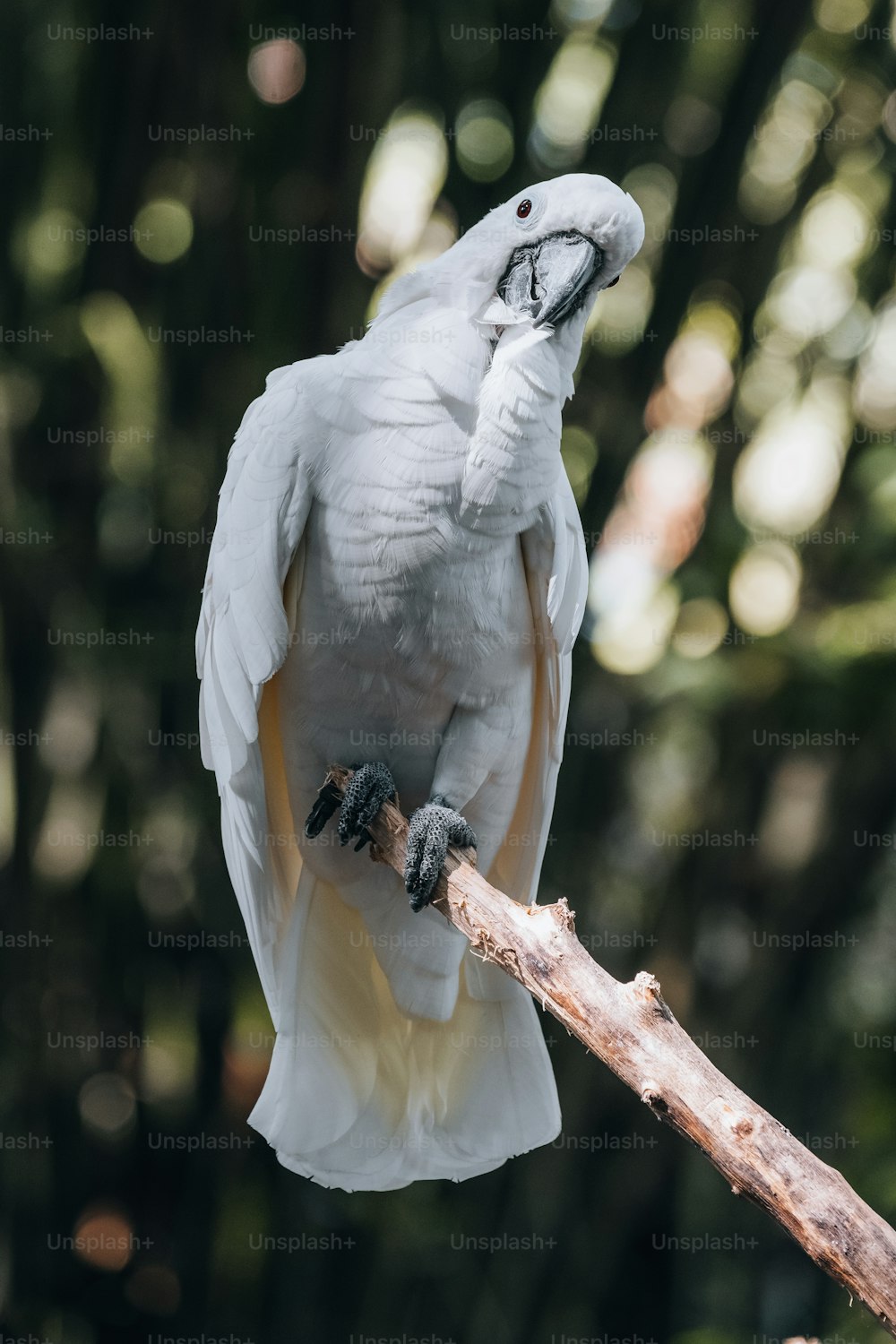 a white parrot perched on a tree branch