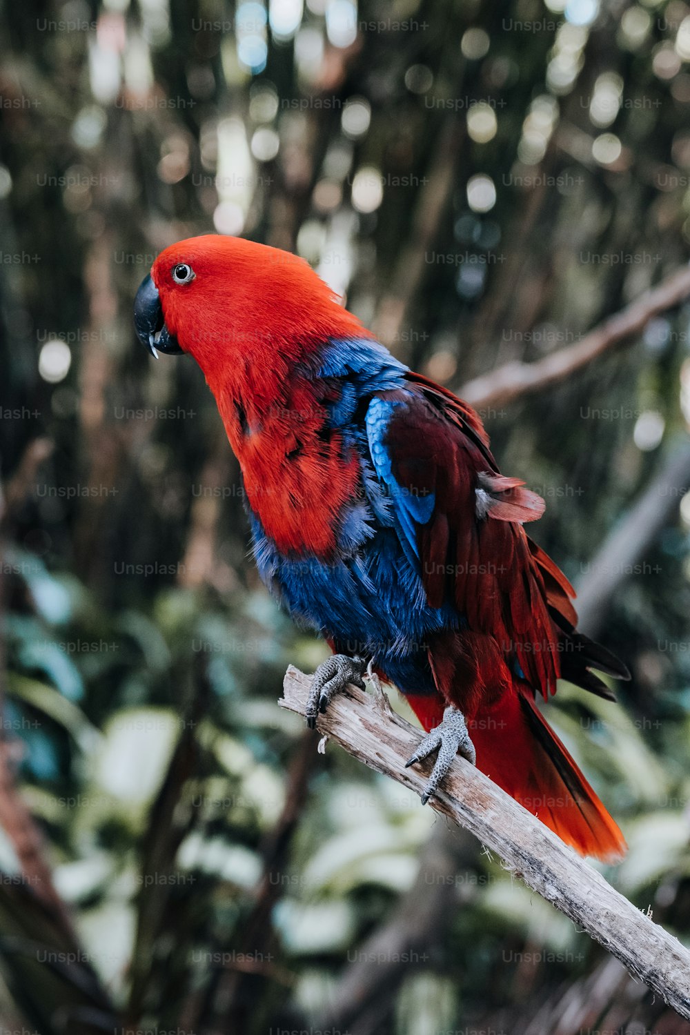 Un pájaro rojo y azul posado en una rama