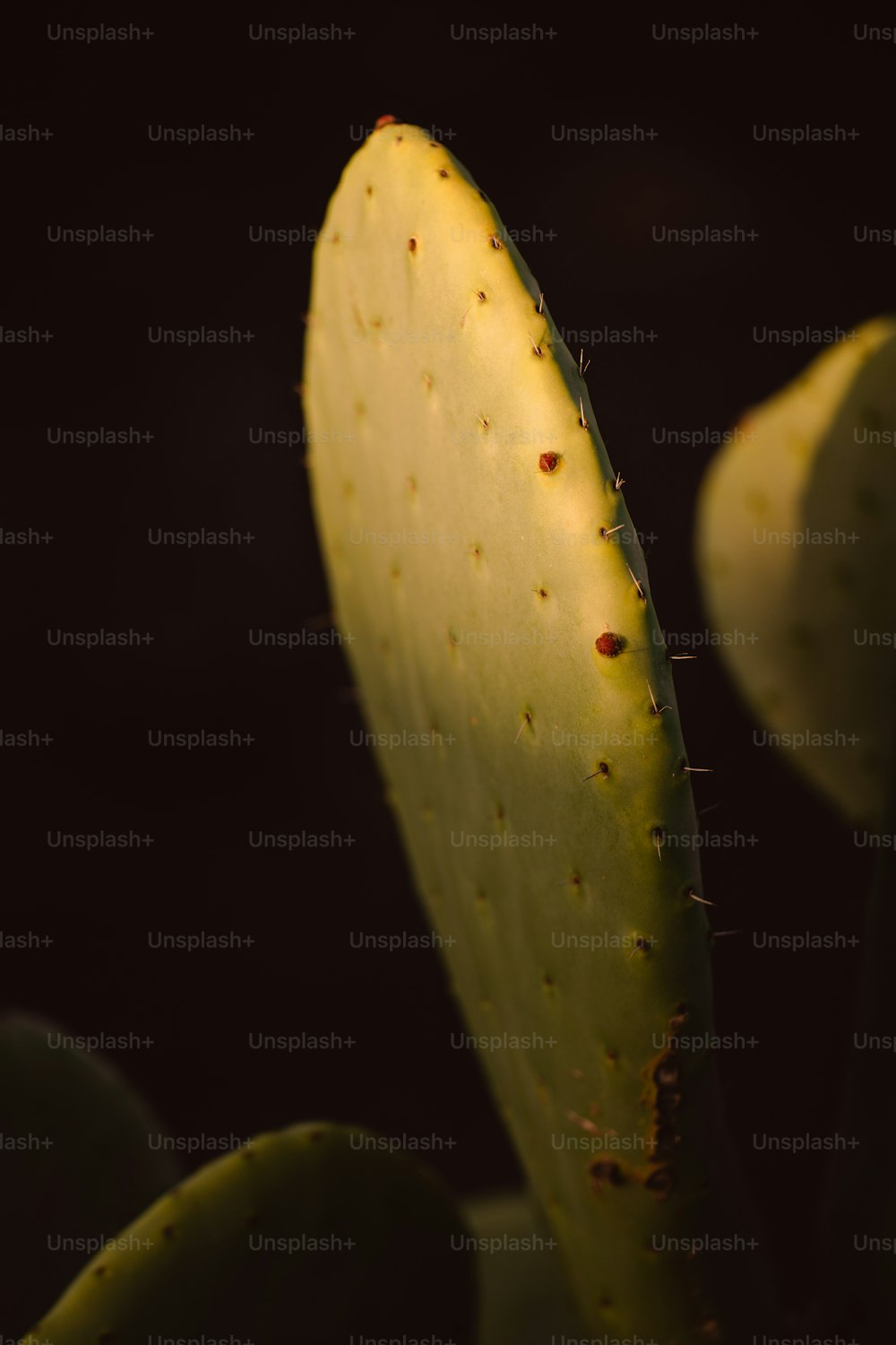 Un primer plano de una planta de cactus con un fondo negro