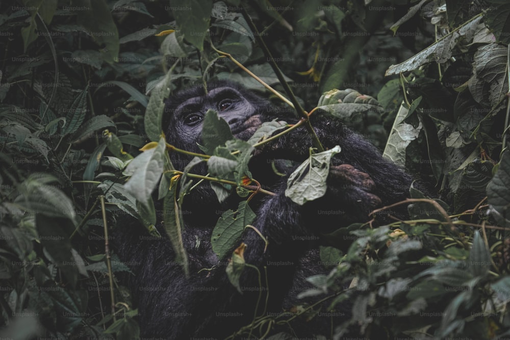 um macaco está escondido nas folhas de uma árvore