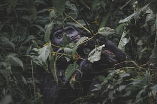 a monkey is hiding in the leaves of a tree