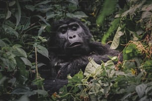 Gros plan d’un gorille dans une forêt