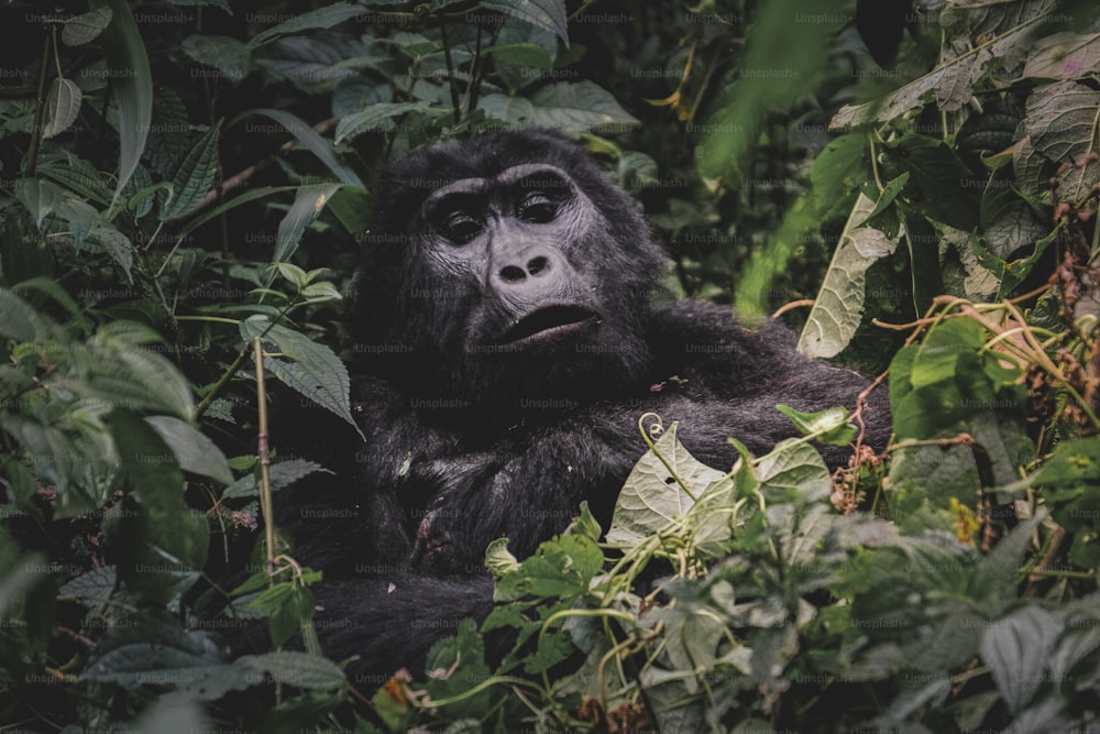 a close up of a gorilla in a forest