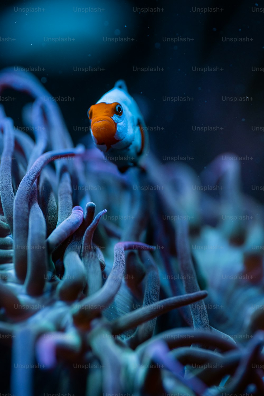 Ein orangefarbener und blauer Fisch in einem Aquarium