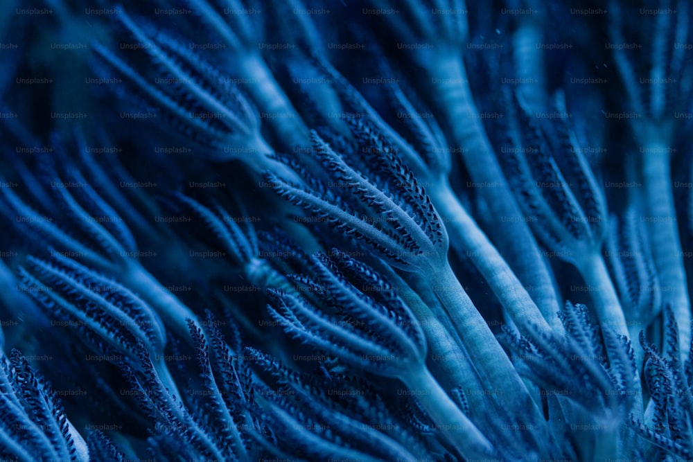 a close up of a bunch of blue feathers
