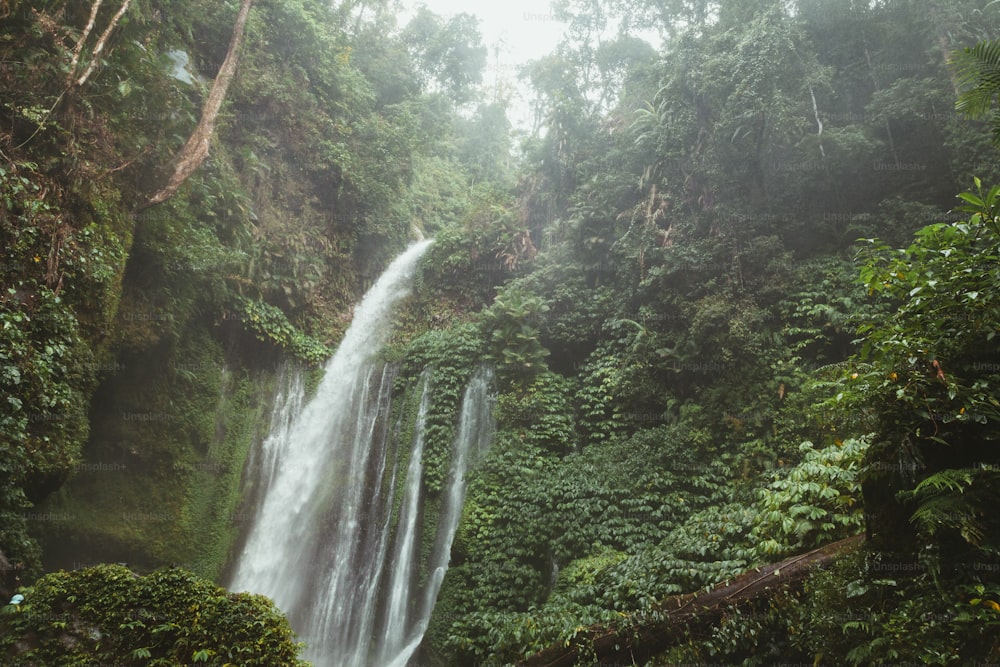 Una cascada en medio de una selva