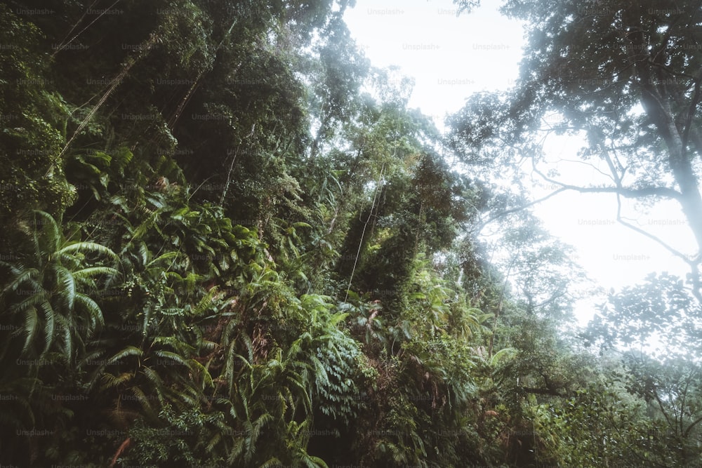 a lush green forest filled with lots of trees