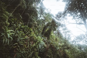 Ein üppiger grüner Wald mit vielen Bäumen