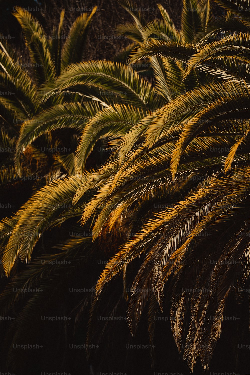 a close up of a palm tree with yellow and green leaves