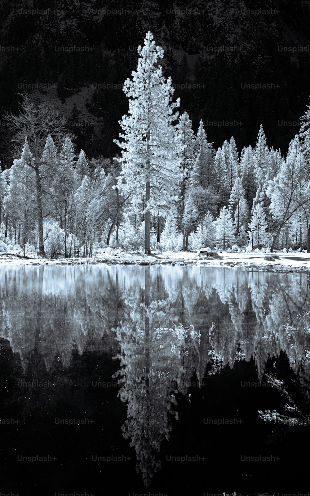 une photo en noir et blanc d’un lac entouré d’arbres