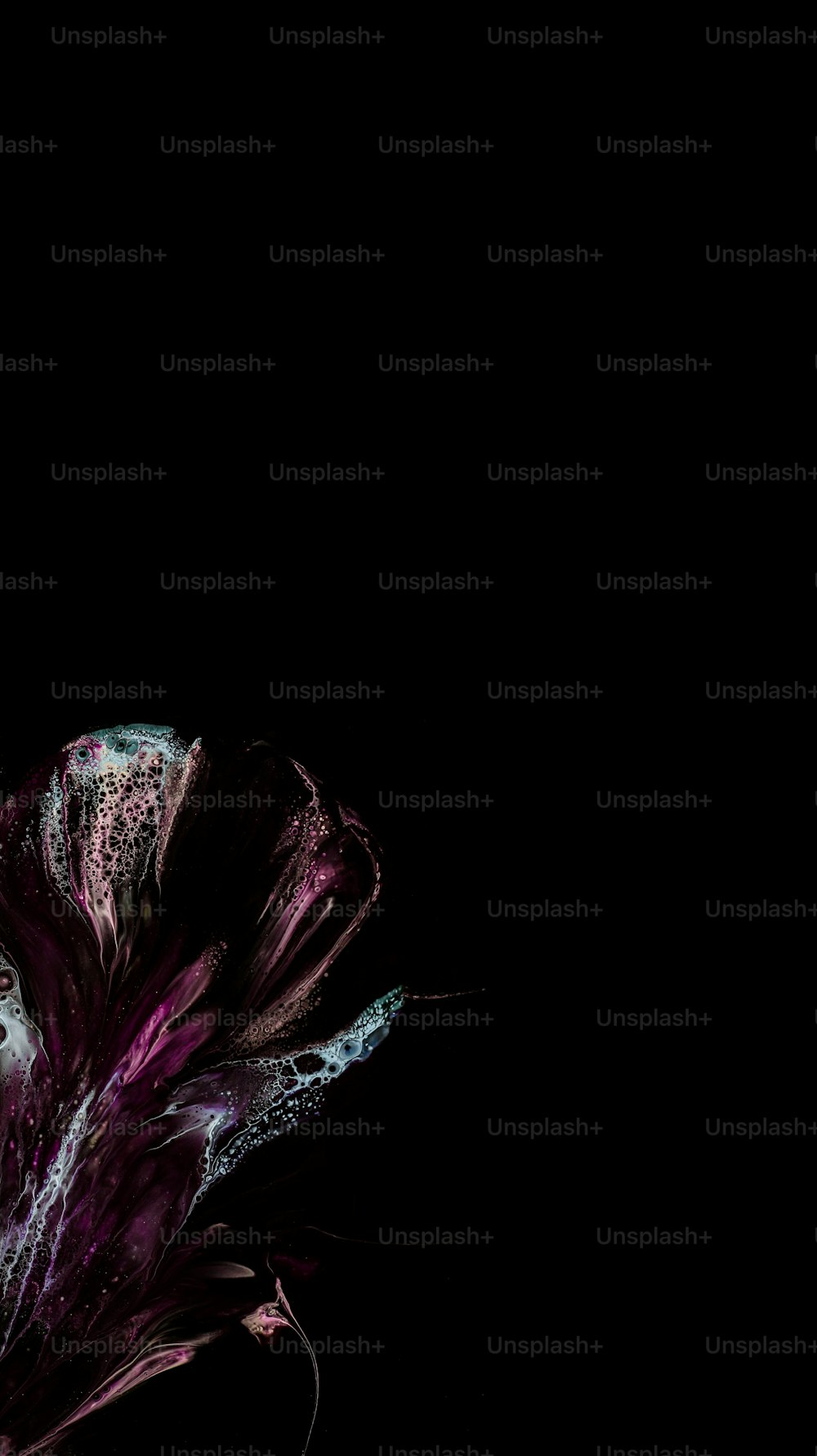 un fiore viola con uno sfondo nero