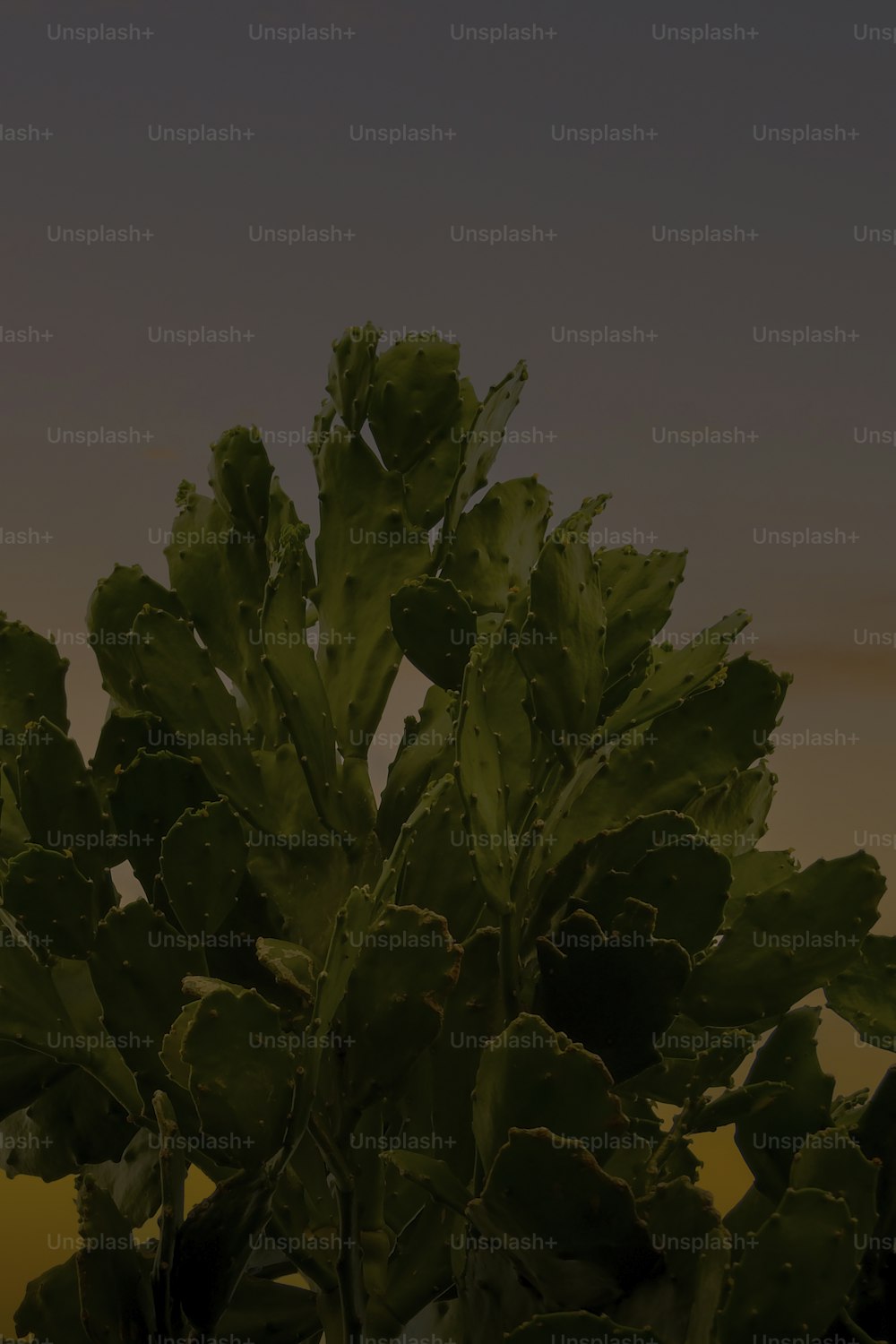 a close up of a plant with a sky in the background