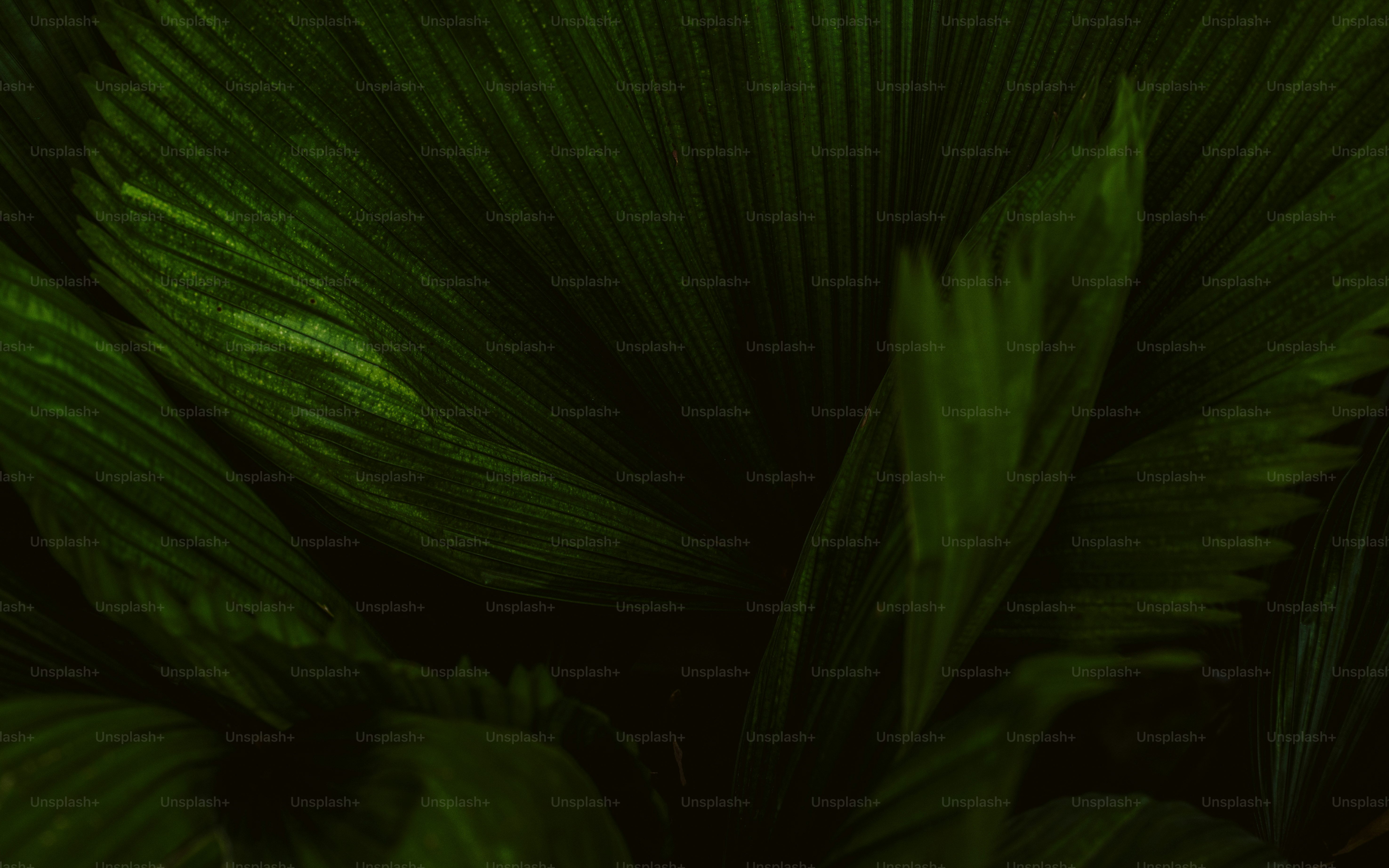 a close up of a green leafy plant