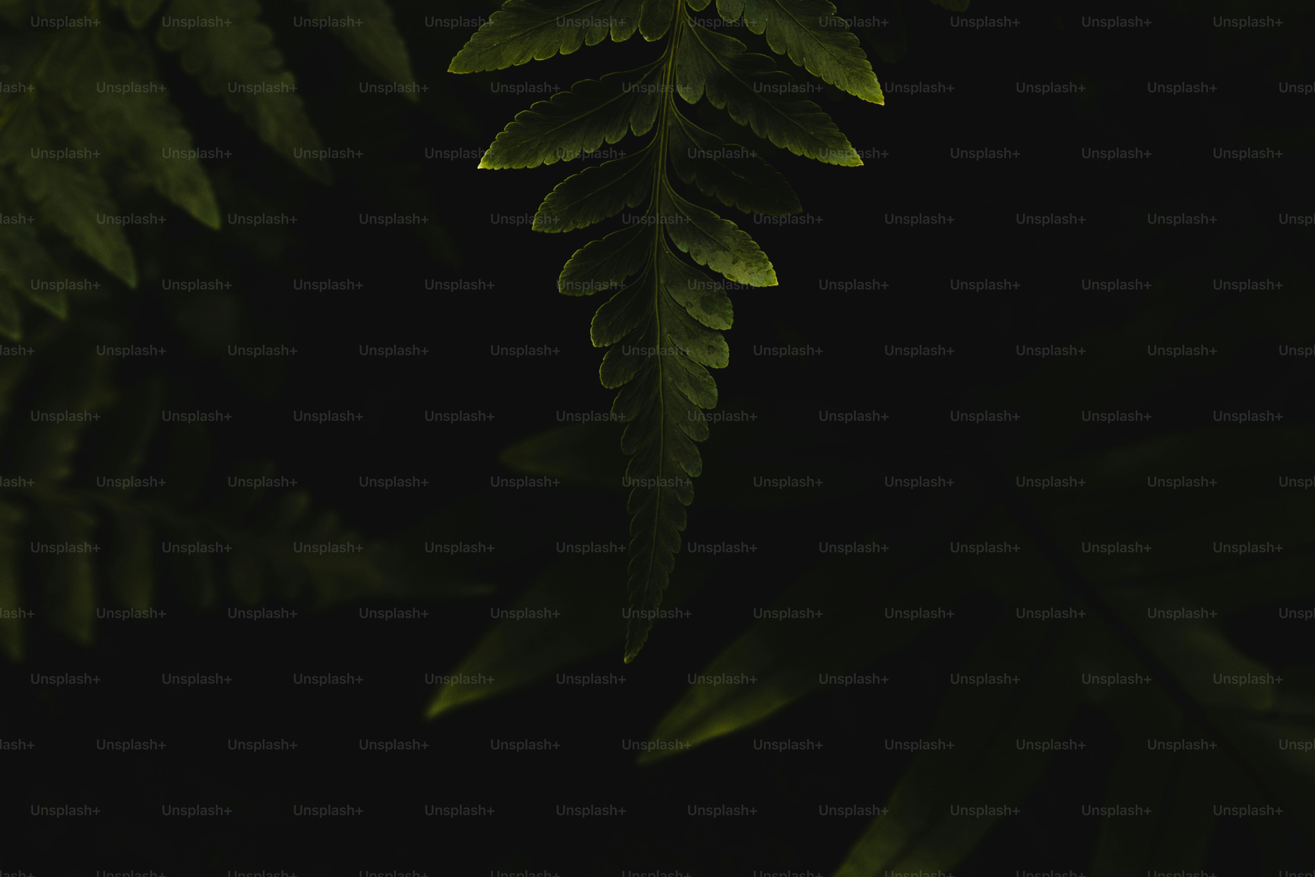 "Suwanpupa"