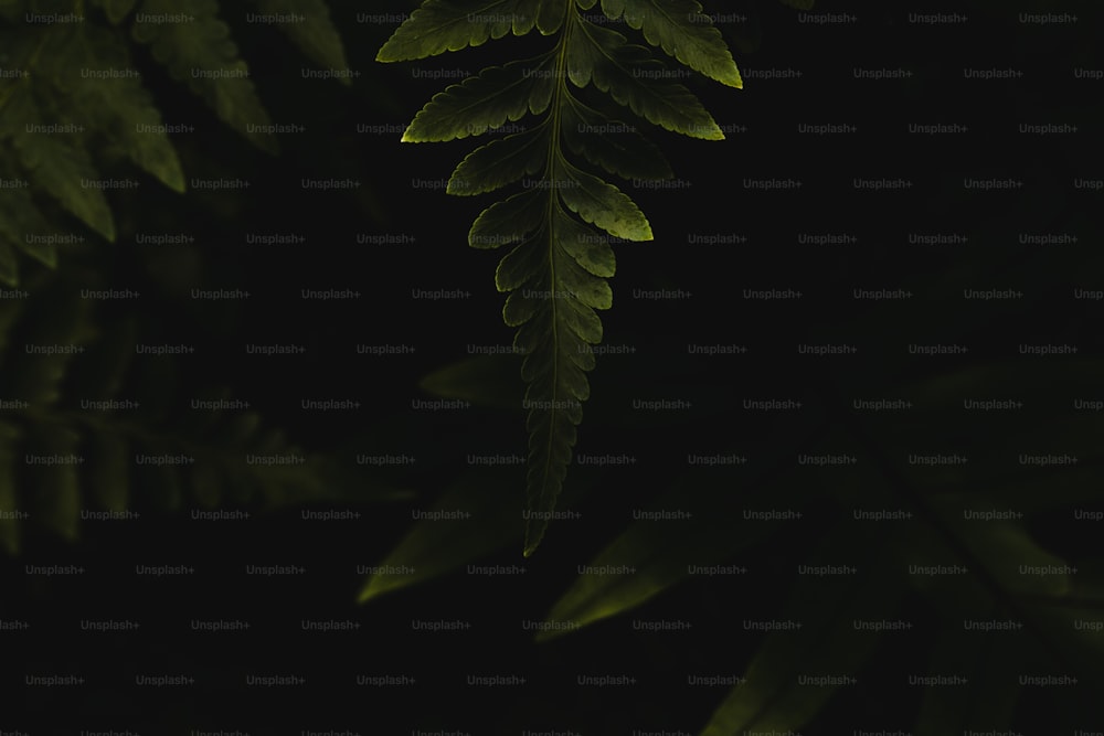 a close up of a green leaf on a black background