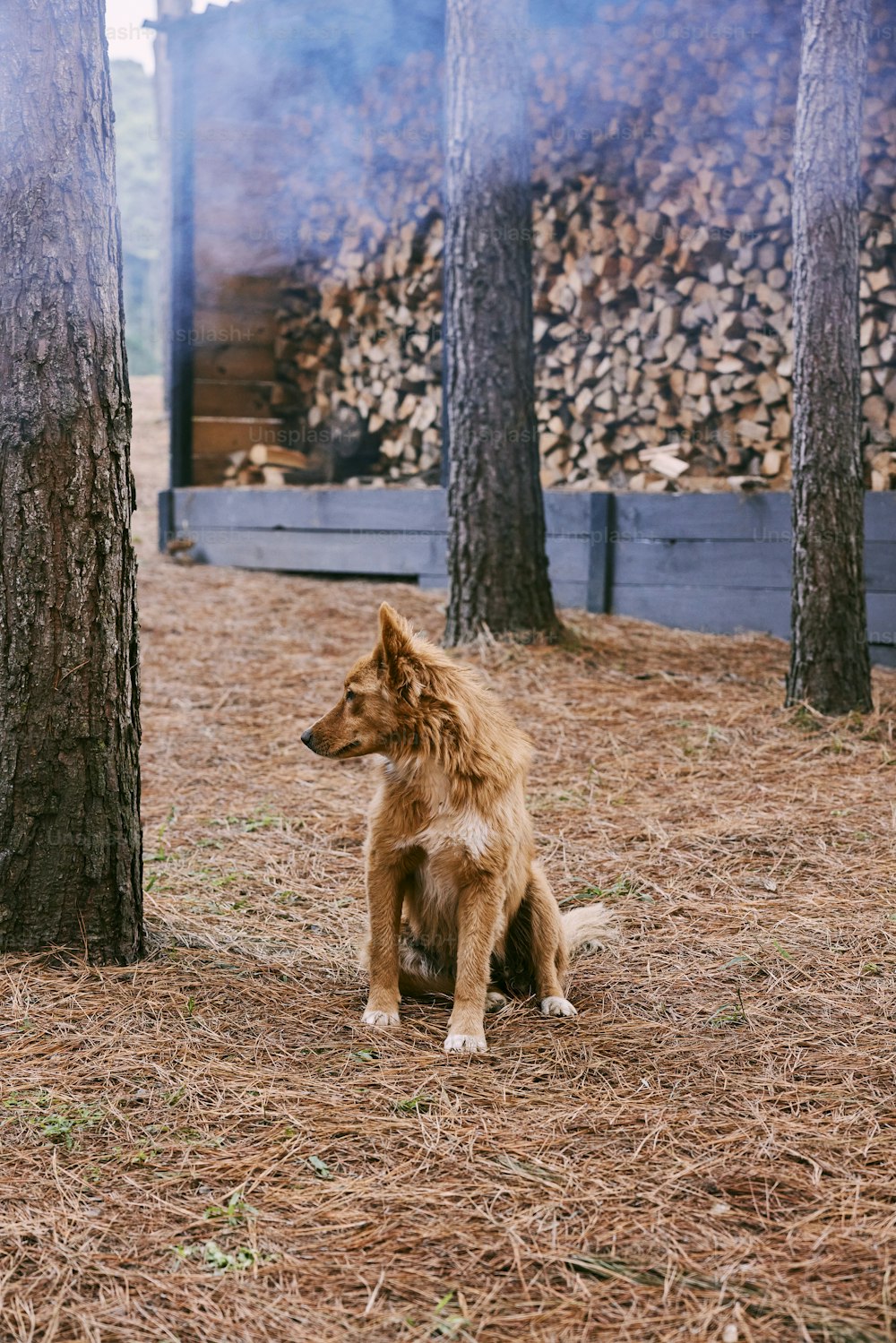 a brown dog sitting next to a pile of wood
