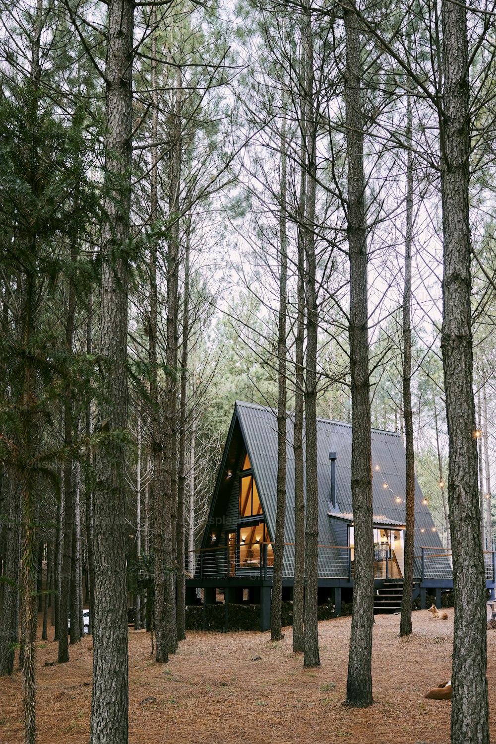 a cabin nestled in the woods surrounded by trees