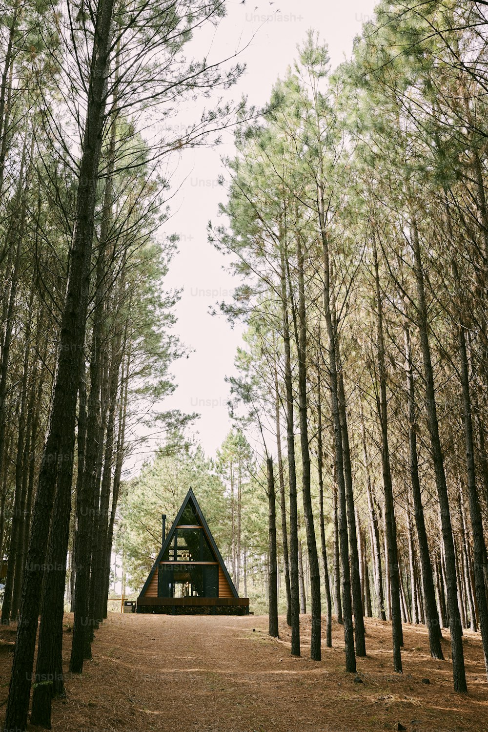 Una piccola capanna nel mezzo di una foresta