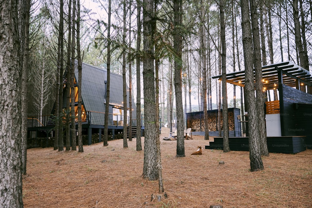 a couple of cabins in the middle of a forest