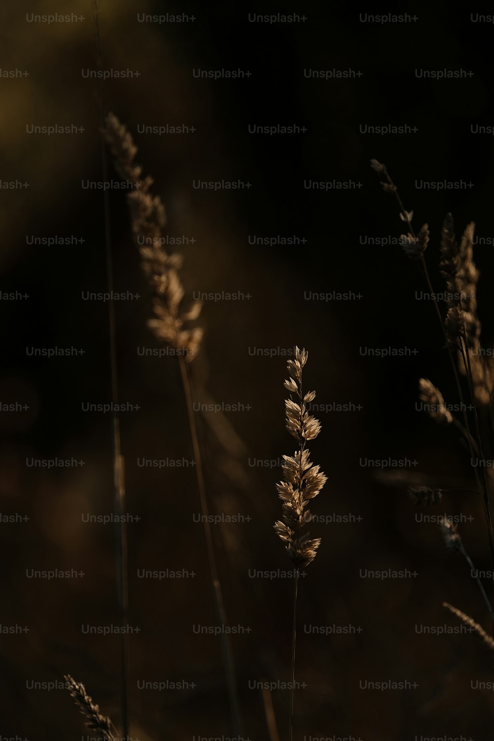 a couple of plants that are in the grass