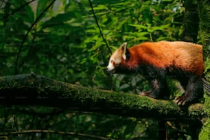 Un panda rojo caminando sobre la rama de un árbol
