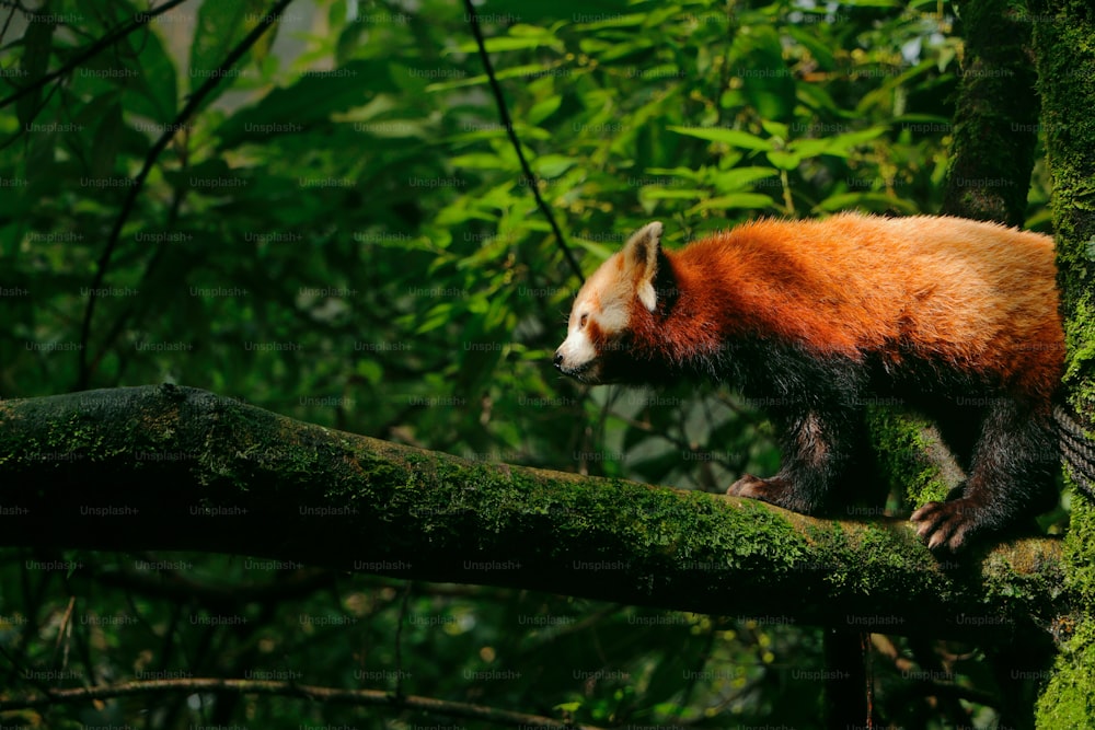 um panda vermelho andando em um galho de árvore