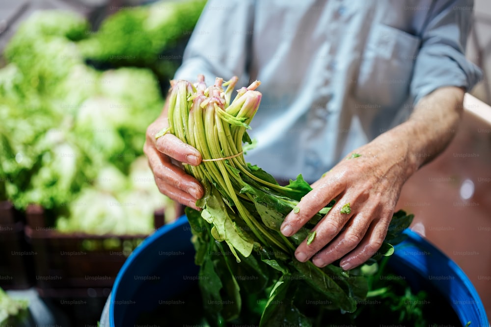 una persona sosteniendo un manojo de verduras verdes