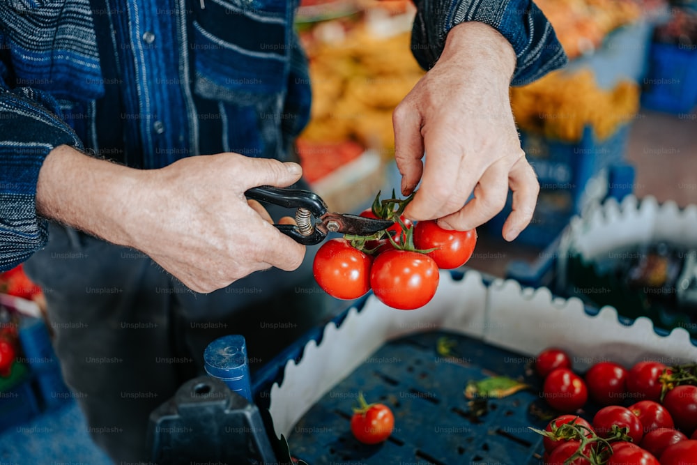 une personne coupant des tomates avec une paire de ciseaux