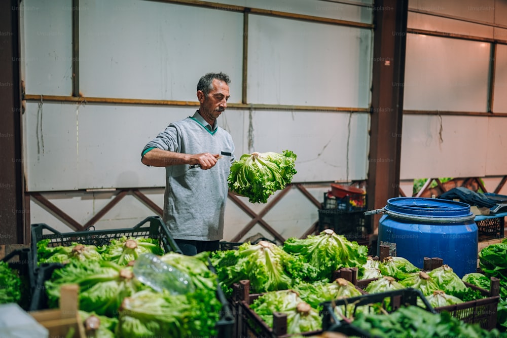 a man standing in front of a pile of lettuce