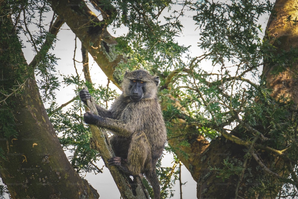 a baboon sitting in a tree looking at the camera