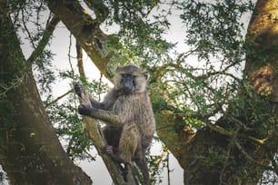 a baboon sitting in a tree looking at the camera