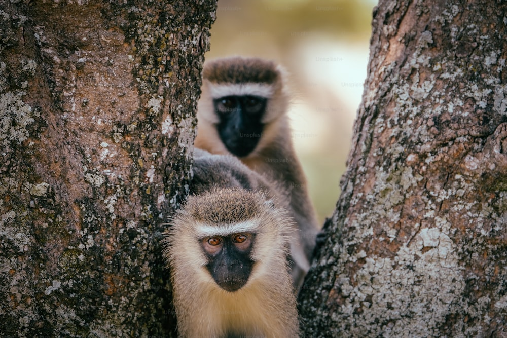 um macaco que está sentado em uma árvore